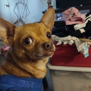 Meet your Posher, Curyin